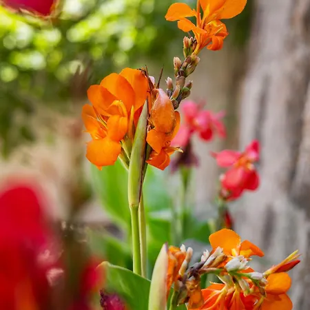 Nikolas Old Town Apartamento *