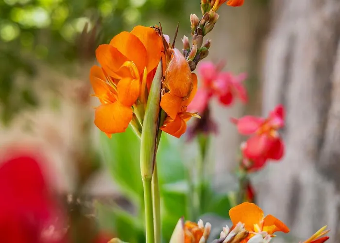 Nikolas Old Town Apartament *